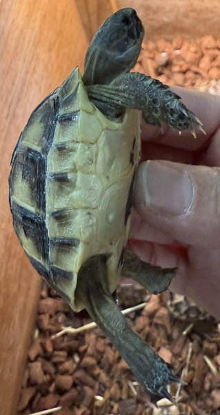 画像4: 2. イベラギリシャ(国内CB) (4)