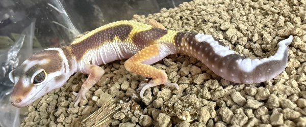 画像1: 33. トレンパーアルビノボールドストライプ (1)