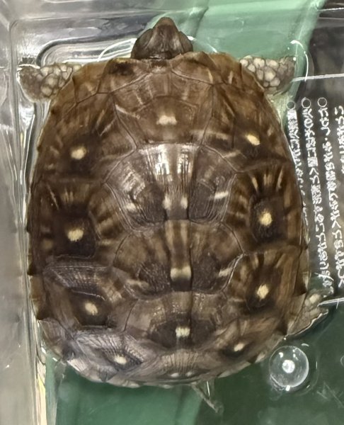 画像1: 10. ミツユビハコガメ (1)