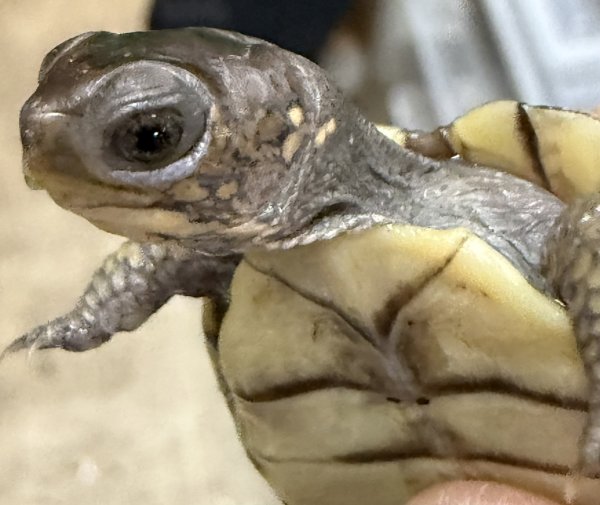 画像2: 2. ガルフコーストハコガメ(イエロー) (2)