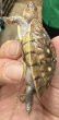 画像3: 11. ミツユビハコガメ (3)