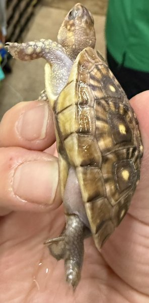 画像3: 11. ミツユビハコガメ (3)