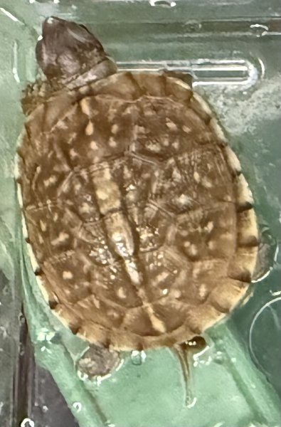 画像1: 6. ミツユビハコガメ (1)