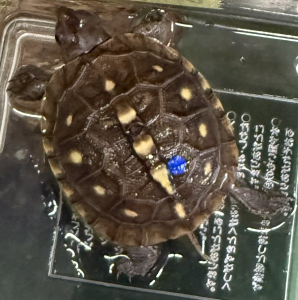 画像1: 1. ガルフコーストハコガメ(イエロー) (1)