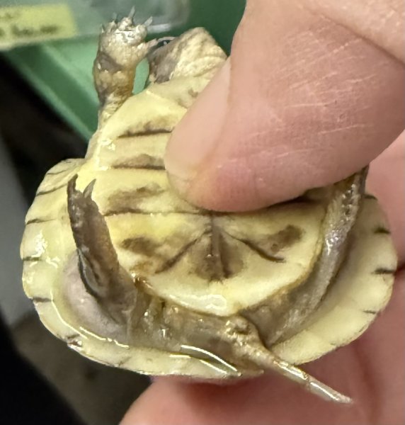 画像3: 6. ミツユビハコガメ (3)