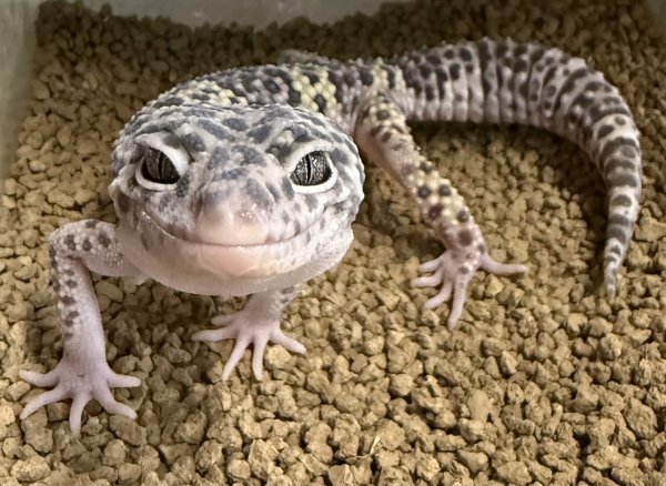 画像1: 29. マックスノー (1)