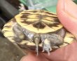 画像3: 5. ミツユビハコガメ (3)