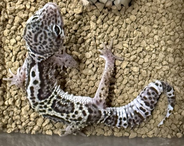 画像3: 24. マックスノー (3)