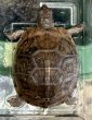 画像1: 8. ミツユビハコガメ (1)