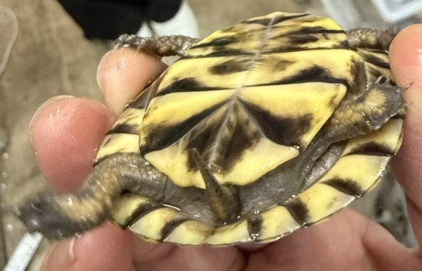画像3: 3. ガルフコーストハコガメ(ブラック×オレンジ) (3)