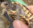 画像2: 5. ミツユビハコガメ (2)