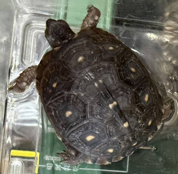 画像1: 9. ミツユビハコガメ (1)