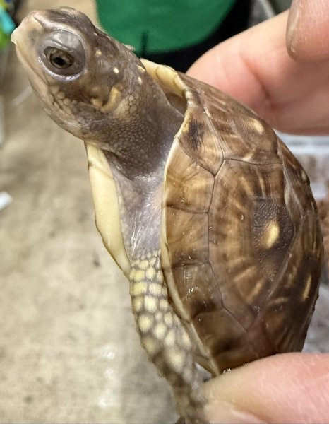 画像2: 10. ミツユビハコガメ (2)