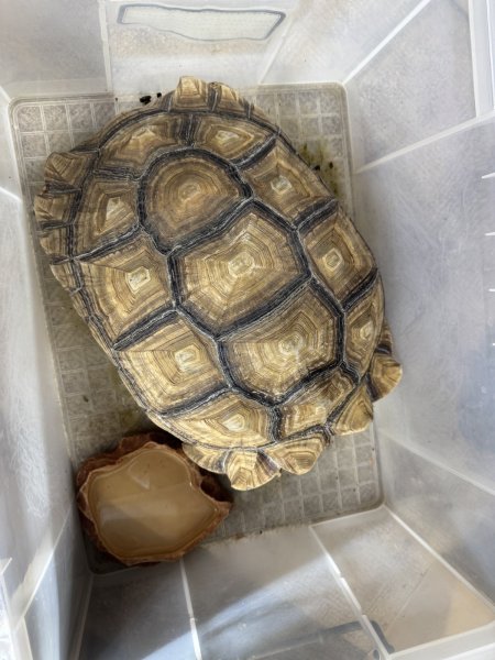 画像1: ケヅメリクガメ　ビッグサイズ！ (1)