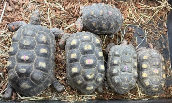 画像1: ☆1 チェリーヘッド(ペア) (1)