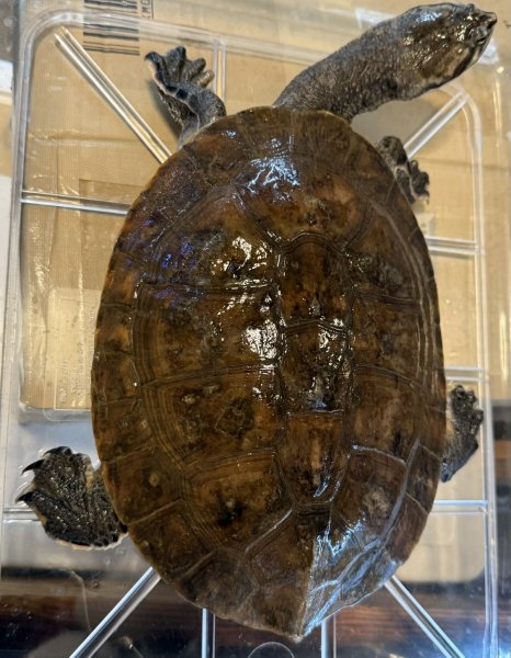 画像1: 2. ジェフロアカエルガメ ︎︎ ♀ (1)