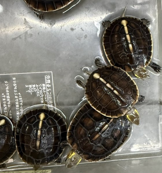 画像1: 2. タイワンセマルハコガメ (1)
