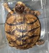 画像1: ♪5 ミツユビハコガメ (1)