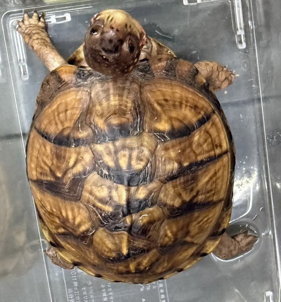 画像1: ♪5 ミツユビハコガメ (1)