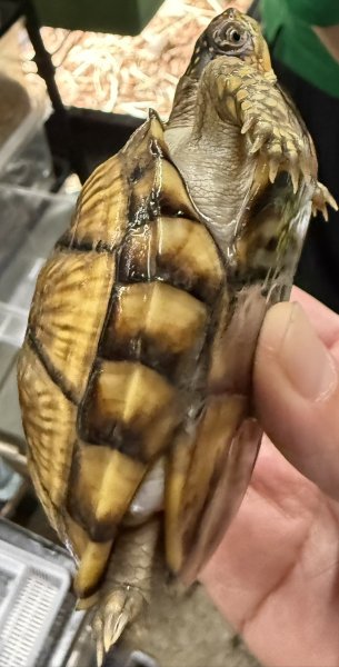 画像3: ♪3 ミツユビハコガメ (3)