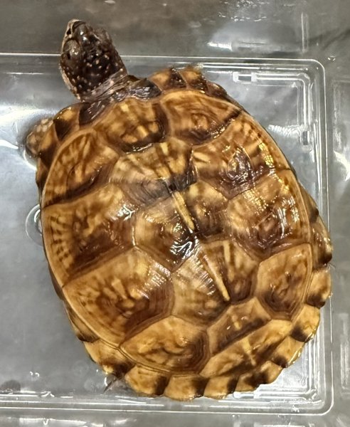 画像1: ♪2 ミツユビハコガメ(多甲) (1)