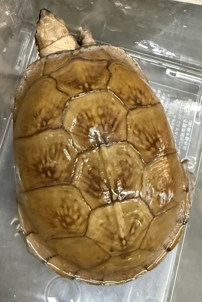 画像1: ♪1 ミツユビハコガメ ♀ (1)