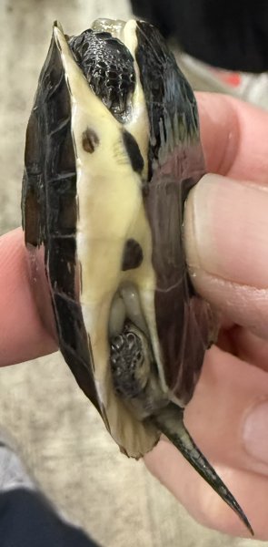 画像3: 2. タイワンセマルハコガメ (3)