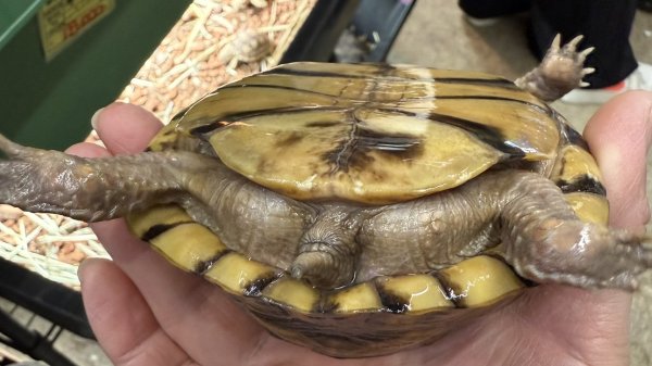 画像2: ♪5 ミツユビハコガメ (2)