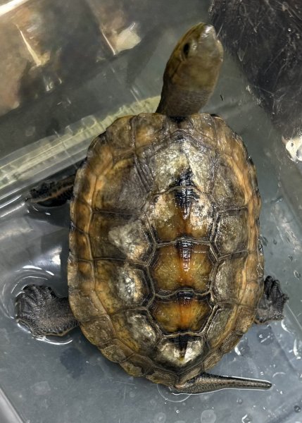 画像1: 3. ニホンイシガメ♂ (1)