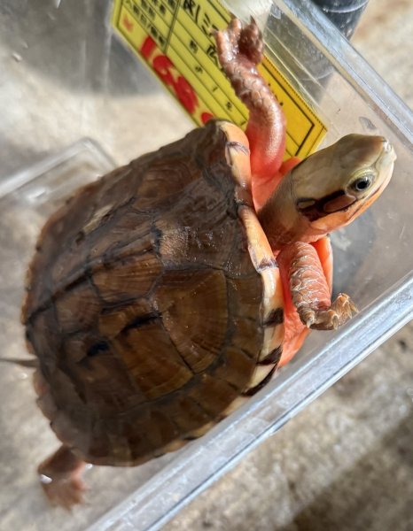 画像1: ☆１　ミスジハコガメ　広東 (1)