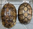 画像1: ☆1 ノドジロガメ(ペア) (1)