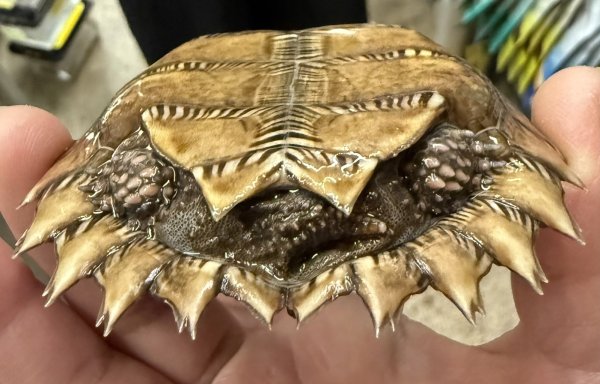 画像2: 1. トゲヤマガメ (2)