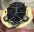 画像2: 2. タイワンセマルハコガメ (2)