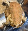 画像2: 2. ジェフロアカエルガメ ︎︎ ♀ (2)
