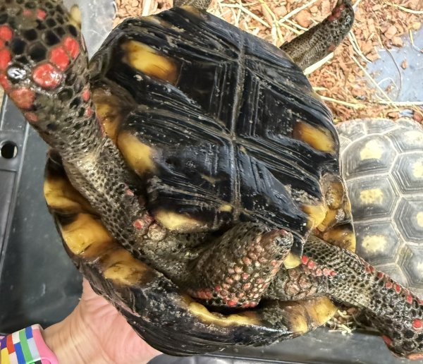 画像3: ☆1 チェリーヘッド(ペア) (3)