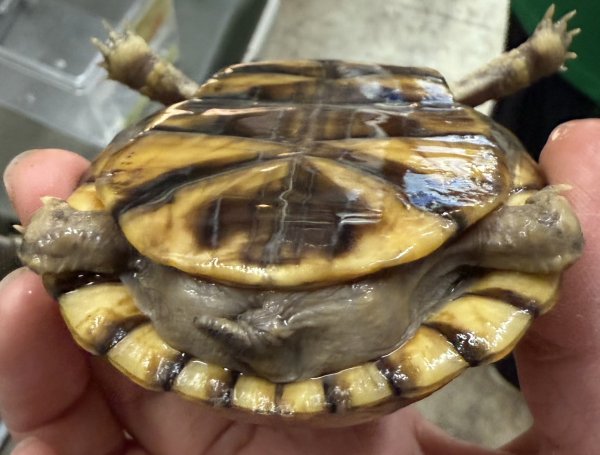 画像2: ♪3 ミツユビハコガメ (2)