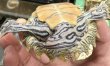 画像2: 1. キタクロコブチズガメ (2)