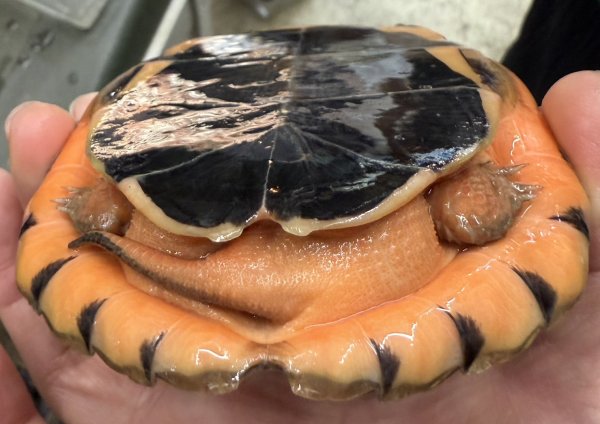 画像2: ☆１　ミスジハコガメ　広東 (2)