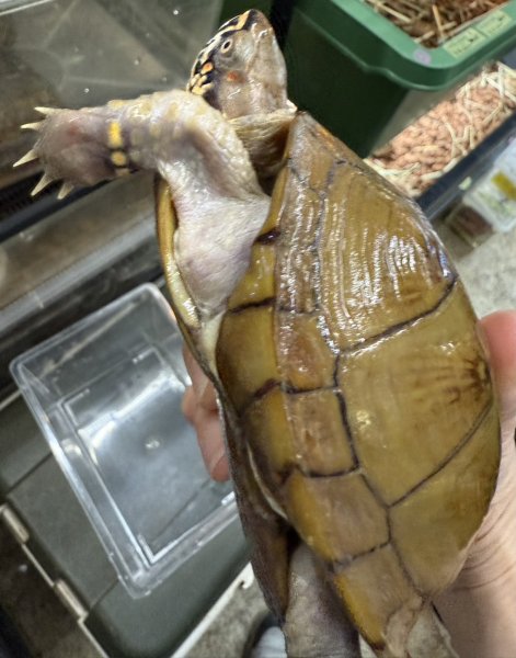 画像3: ♪1 ミツユビハコガメ ♀ (3)