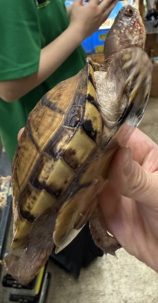 画像3: ♪5 ミツユビハコガメ (3)