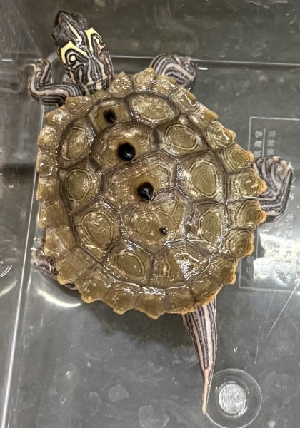 画像1: 1. キタクロコブチズガメ (1)