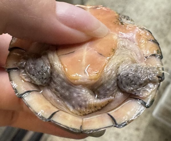 画像2: 2. オオアタマヒメニオイガメ (2)