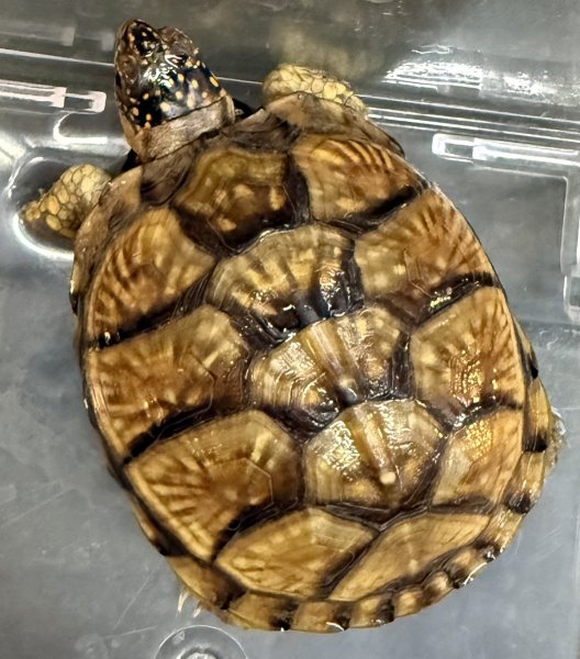 画像1: ♪3 ミツユビハコガメ (1)