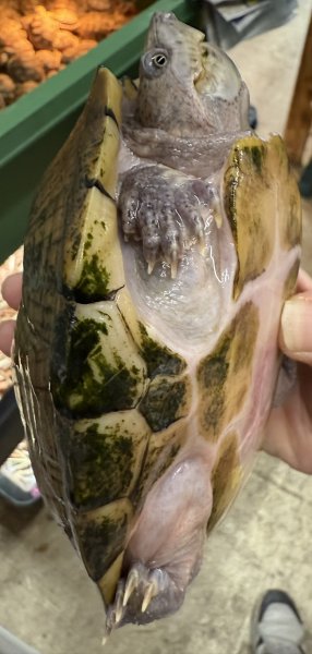 画像3: 3. カブトニオイガメ (3)