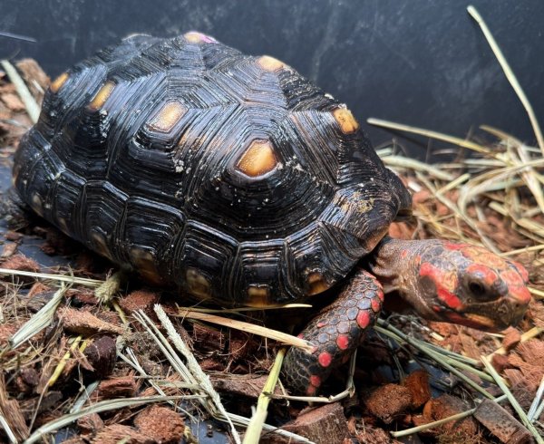 画像2: ☆1 チェリーヘッド(ペア) (2)