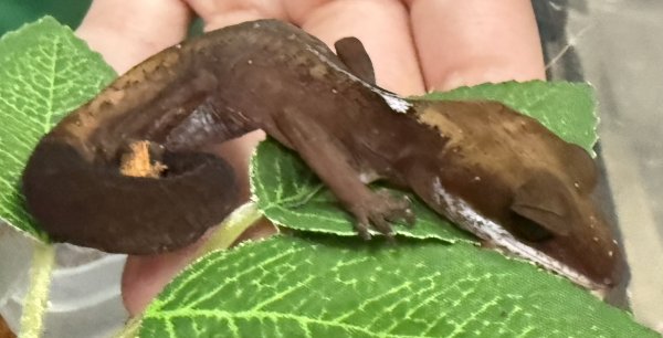 画像1: 3. ボルネオキャットゲッコー (1)