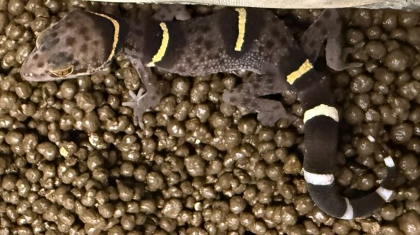 画像2: 1. ハイナントカゲモドキ (2)