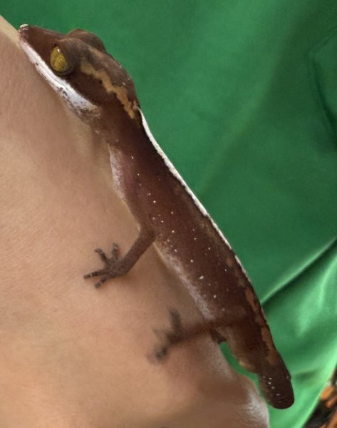 画像1: 1. ボルネオキャットゲッコー (1)