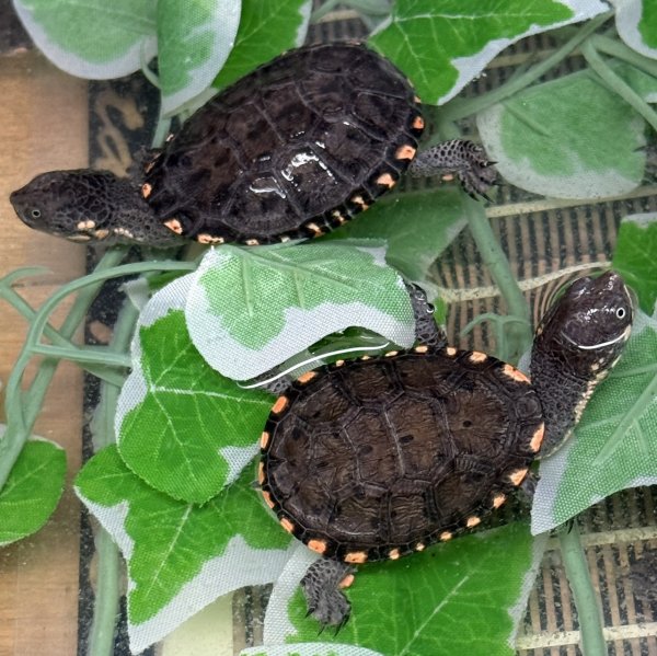 画像1: 1. クロハラヘビクビガメ (1)