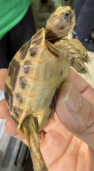 画像3: 1. アラブギリシャ (3)